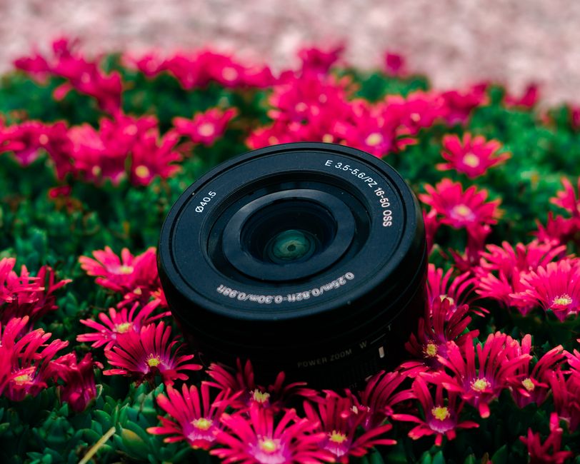 Close-up of a camera lens resting within a bed of bright pink flowers, showcasing contrast and detail.